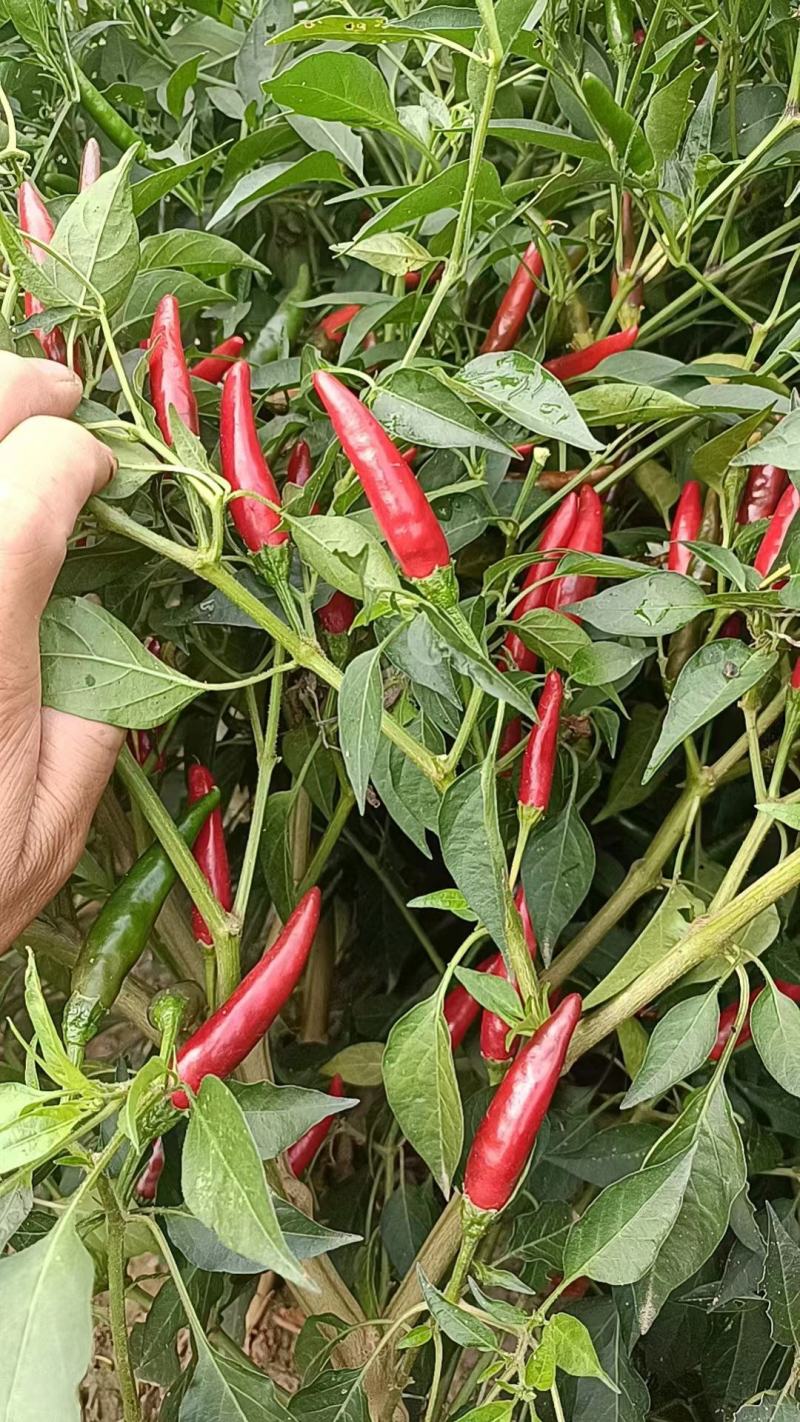 高辣，三樱，等多种辣椒