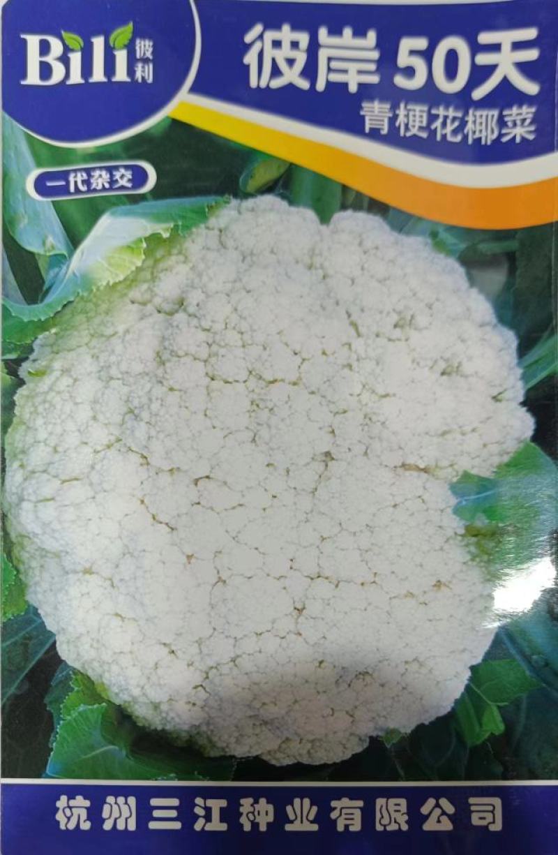 彼岸50天花菜