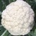 彼岸50天花菜