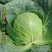 澳奇丽（甘蓝）