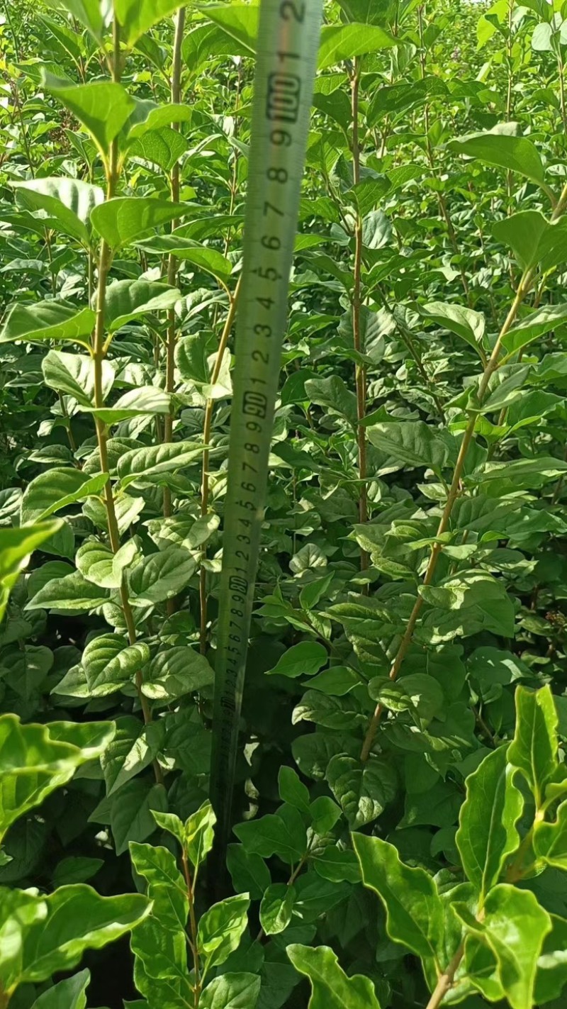 1.丁香苗，一棵就飘香，四季有景不迷茫。好看又吉祥