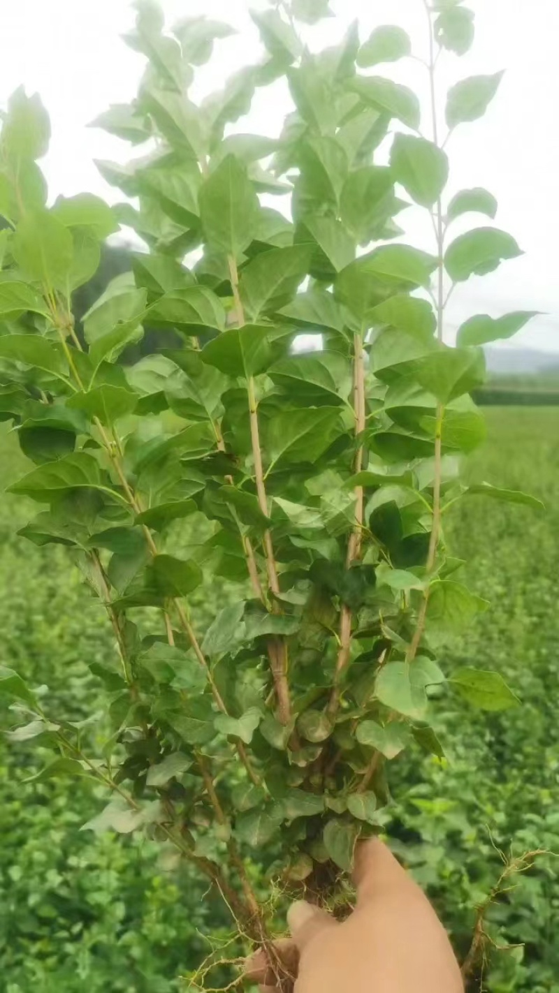 1.丁香苗，一棵就飘香，四季有景不迷茫。好看又吉祥