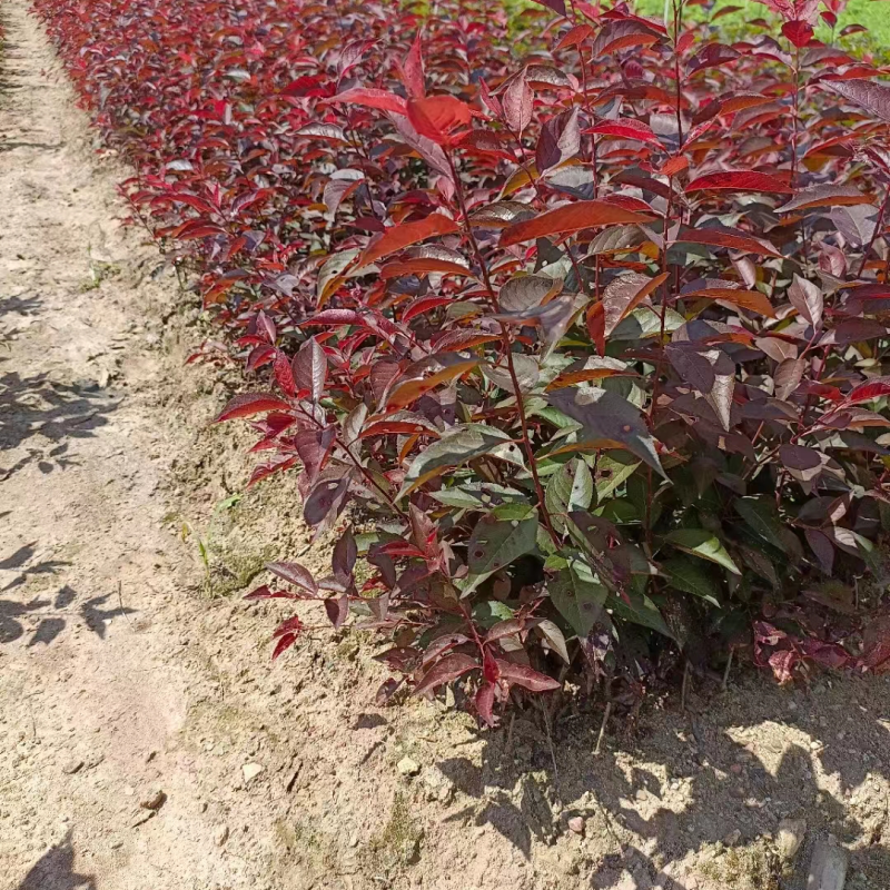 1.红榆叶梅，花开红艳，满树繁花超好看！花大色艳。
