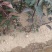 1.红榆叶梅，花开红艳，满树繁花超好看！花大色艳。