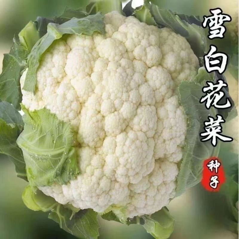 雪丰85天花