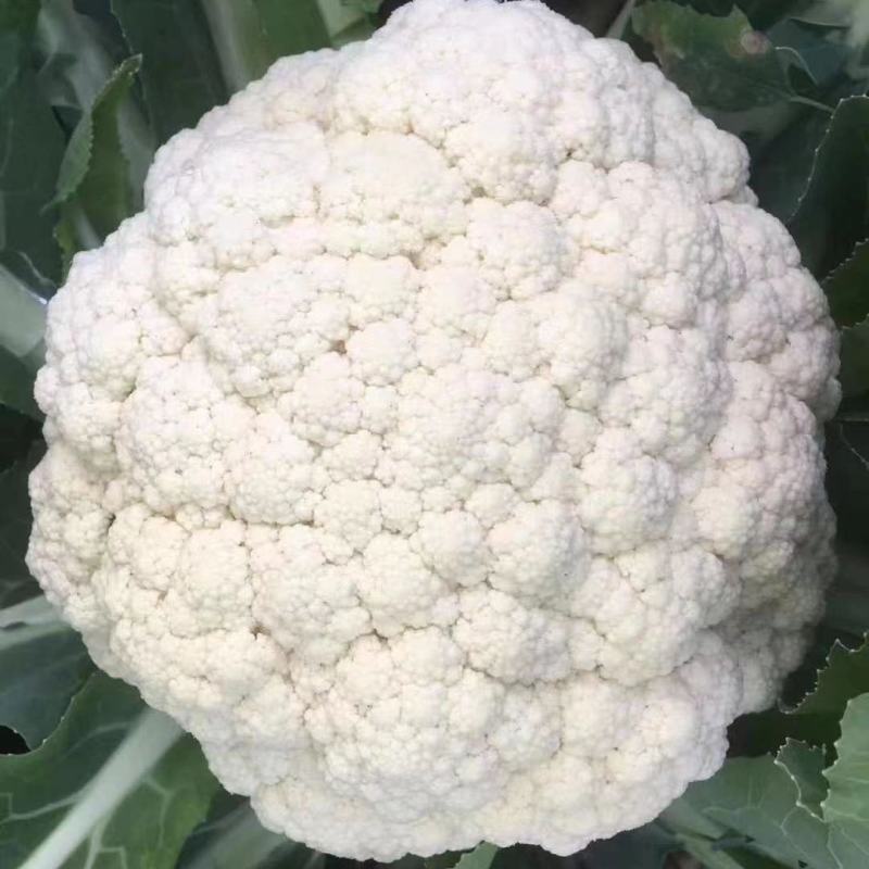 雪丰85天花