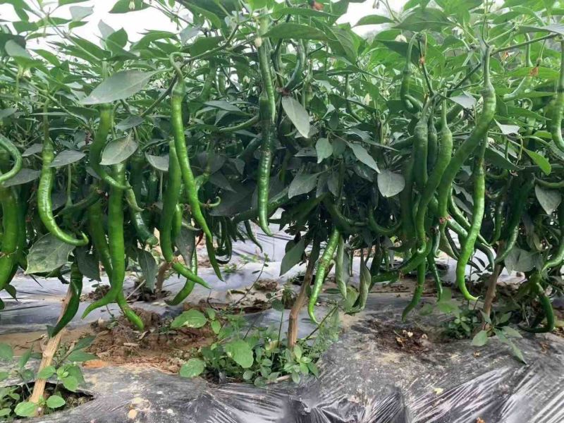 【线椒】贵州线椒大量供应对接全国市场电商商超