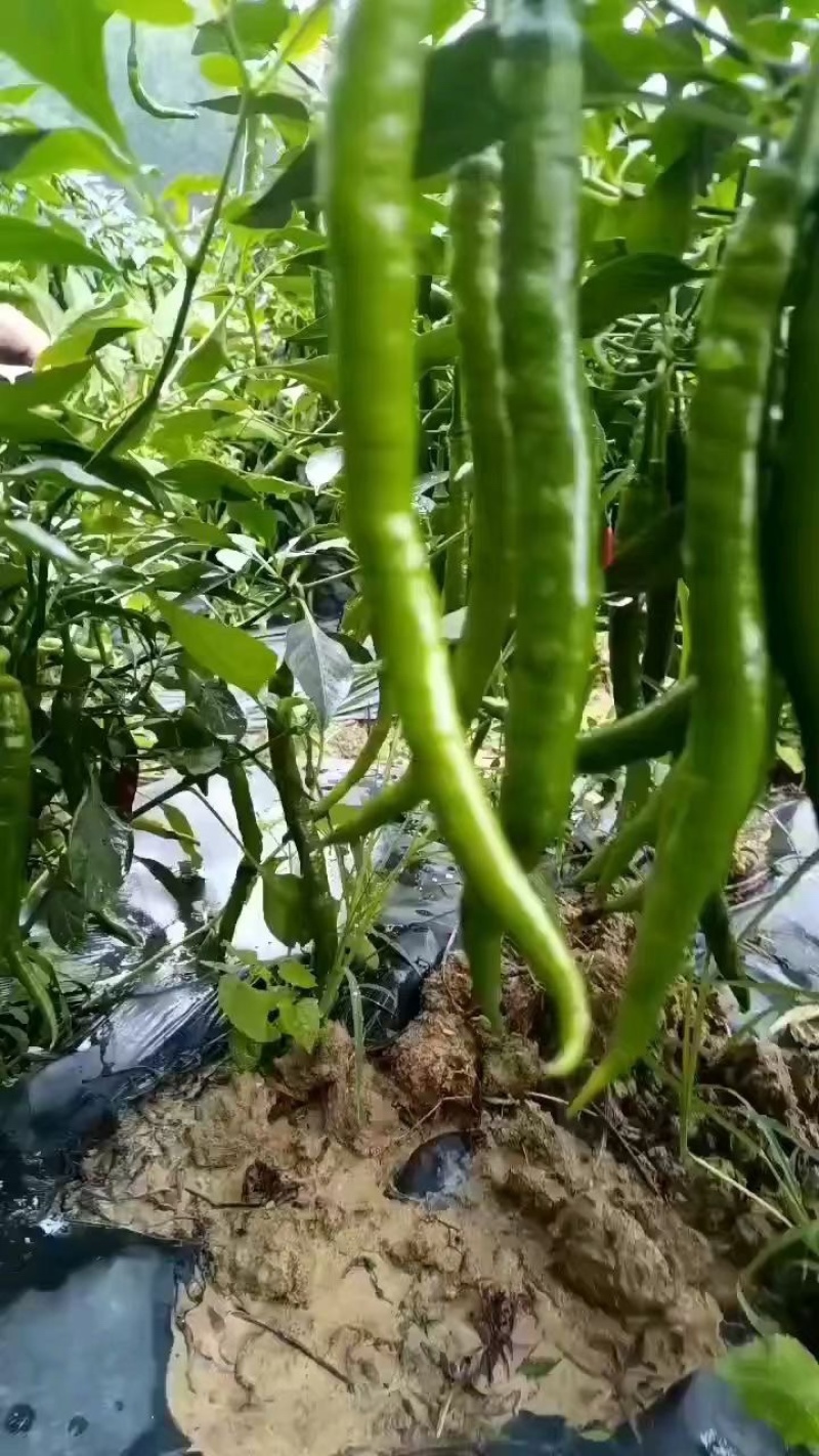 【线椒】贵州线椒大量供应对接全国市场电商商超
