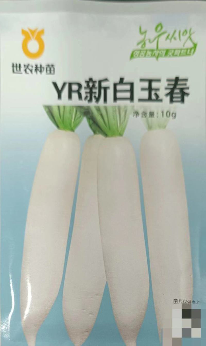 YR新白玉春(白萝卜)