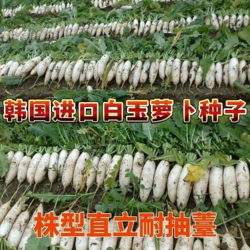YR新白玉春(白萝卜)