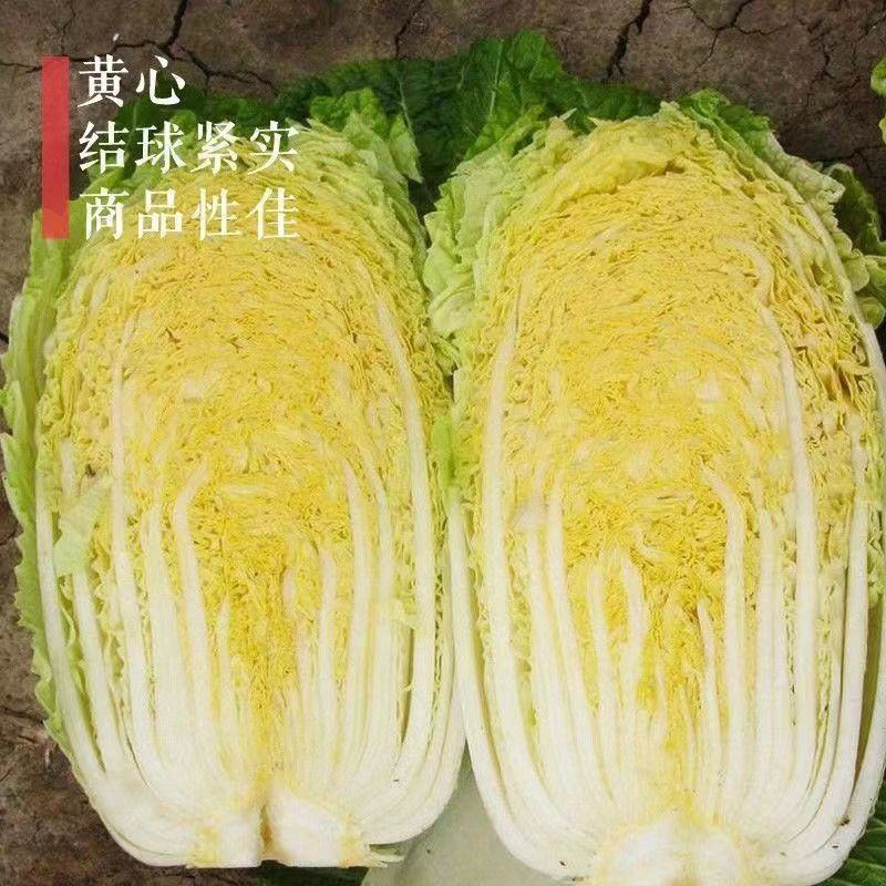 CR冬圣6号（白菜）高产耐寒品质优