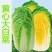CR冬圣6号（白菜）高产耐寒品质优