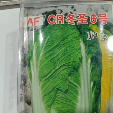 CR冬圣6号（白菜）高产耐寒品质优