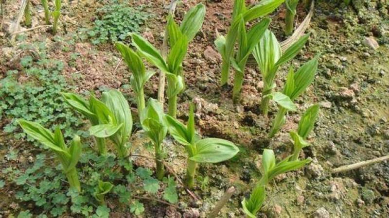 [推荐]四川紫花三叉白芨种苗一手货源基地直发