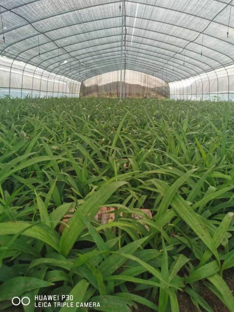 [推荐]四川紫花三叉白芨种苗一手货源基地直发