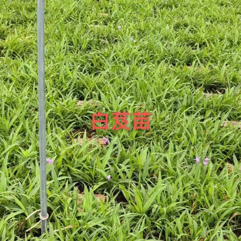 [推荐]四川紫花三叉白芨种苗一手货源基地直发