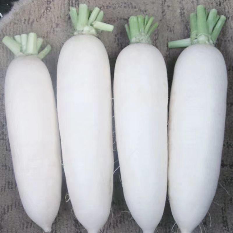 玉露9号白萝卜种子叶绿质密产高
