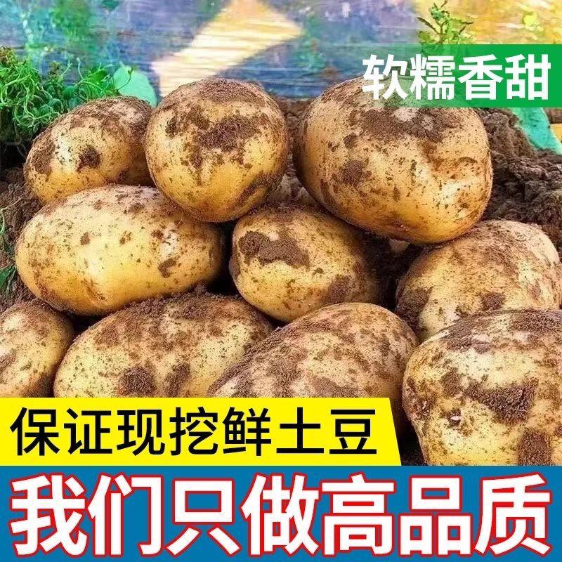 精品土豆内蒙古乌兰察布沃土5号保质保量一条龙服务