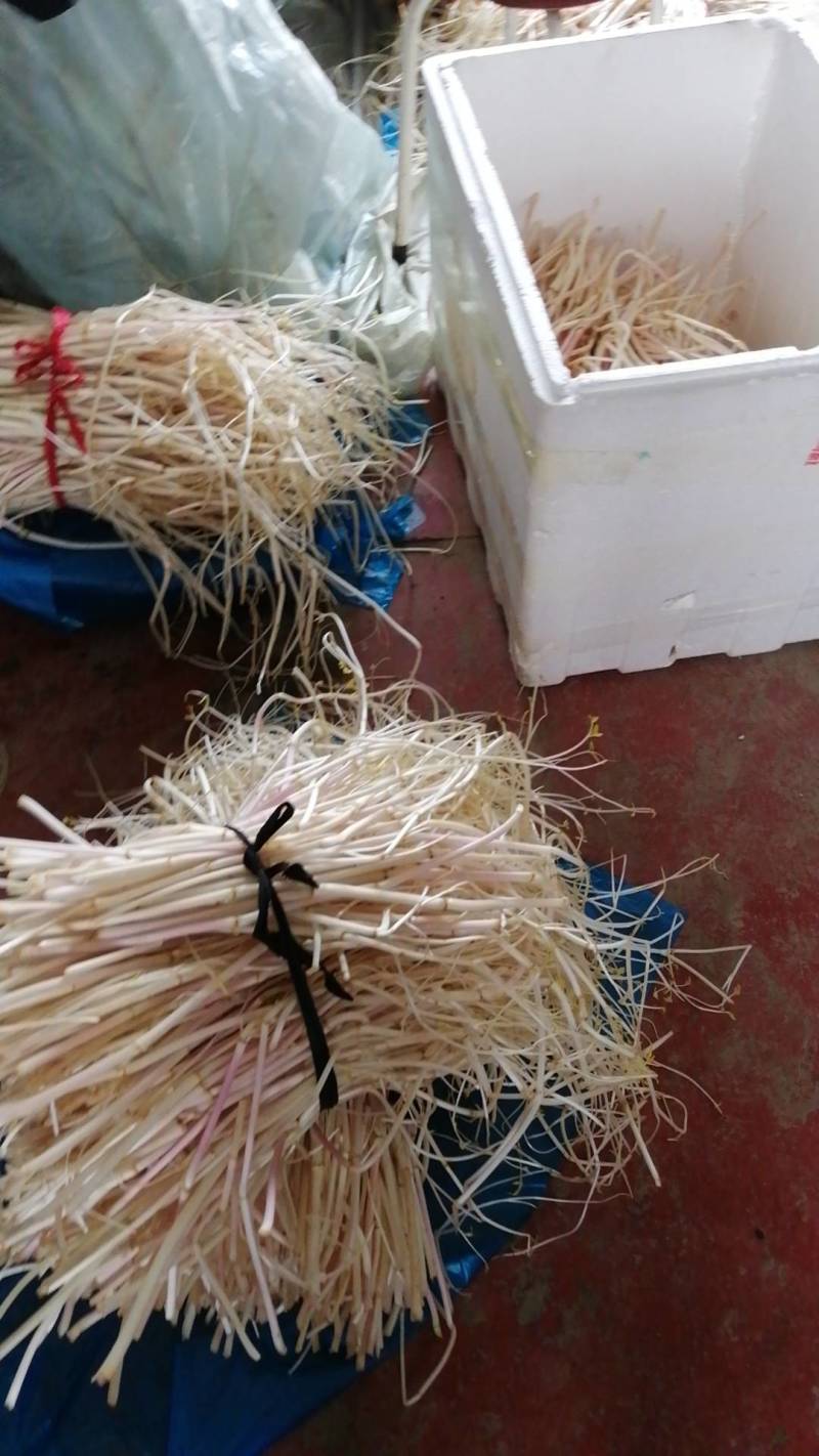 溧阳白芹(芹芽）大量上市中欢迎来电咨询