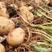 沃土五土豆产区直供货源充足量大从优视频看货全国发货欢迎