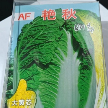 艳秋大白菜