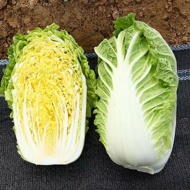 艳秋大白菜