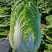 艳秋大白菜