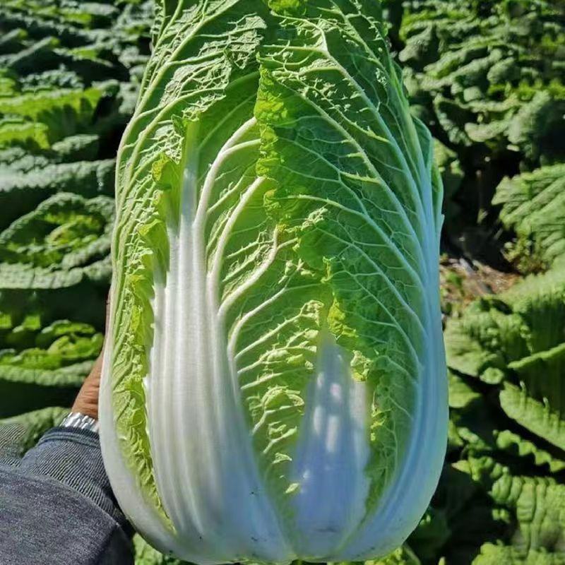 艳秋大白菜