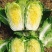 艳秋大白菜