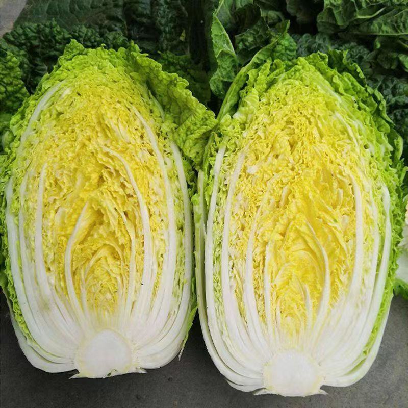 艳秋大白菜