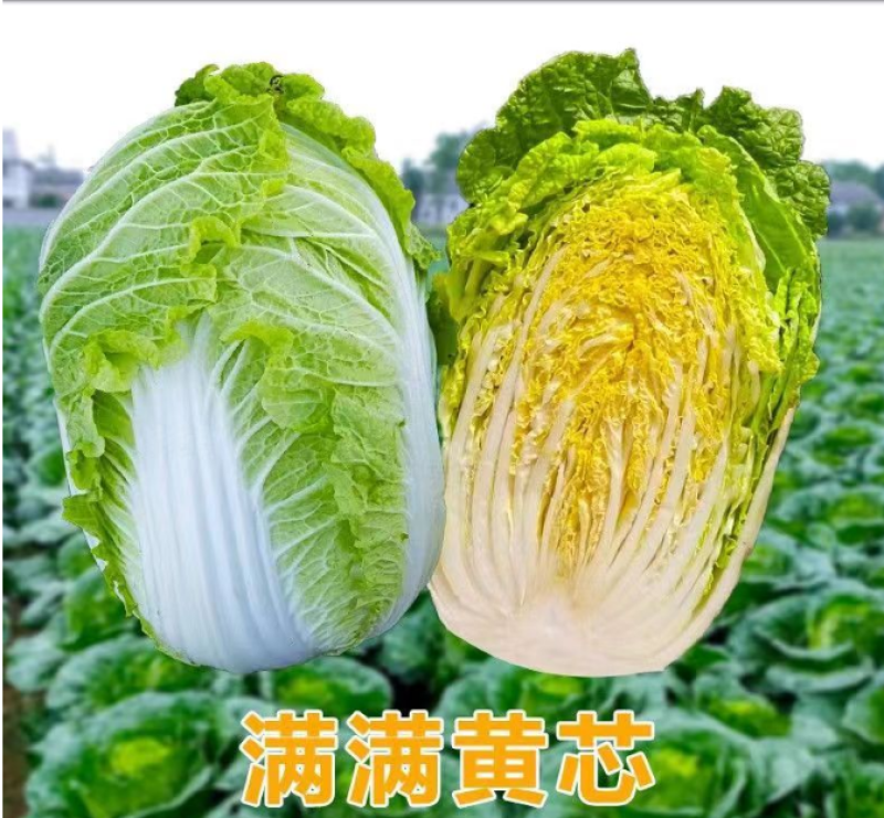 艳秋大白菜
