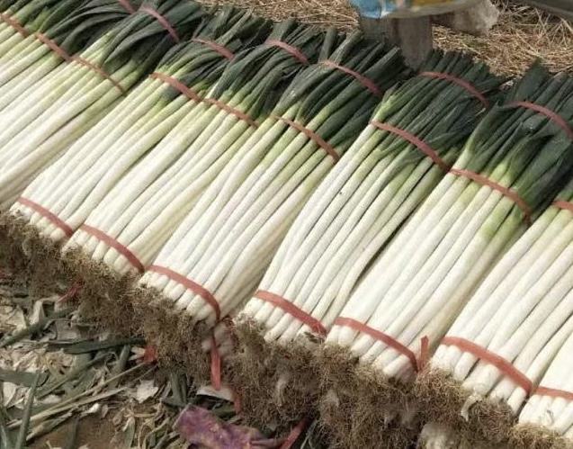 新鲜大葱的选购与保存示意图