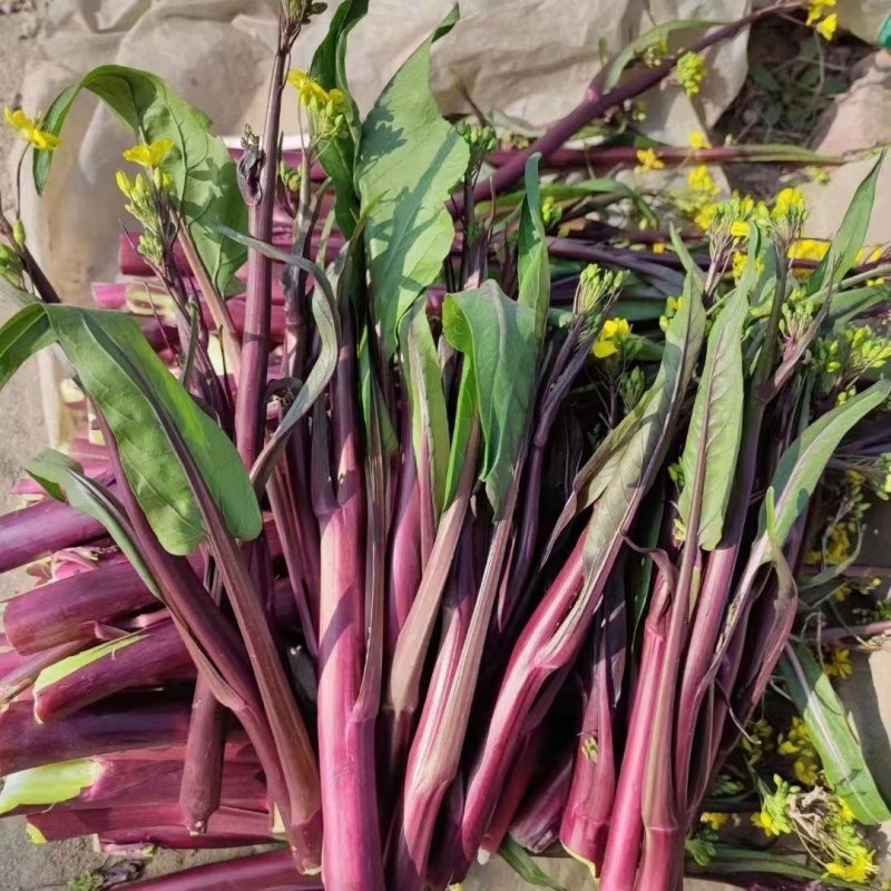 伟峰70菜苔种子无蜡油亮有光泽品质优良