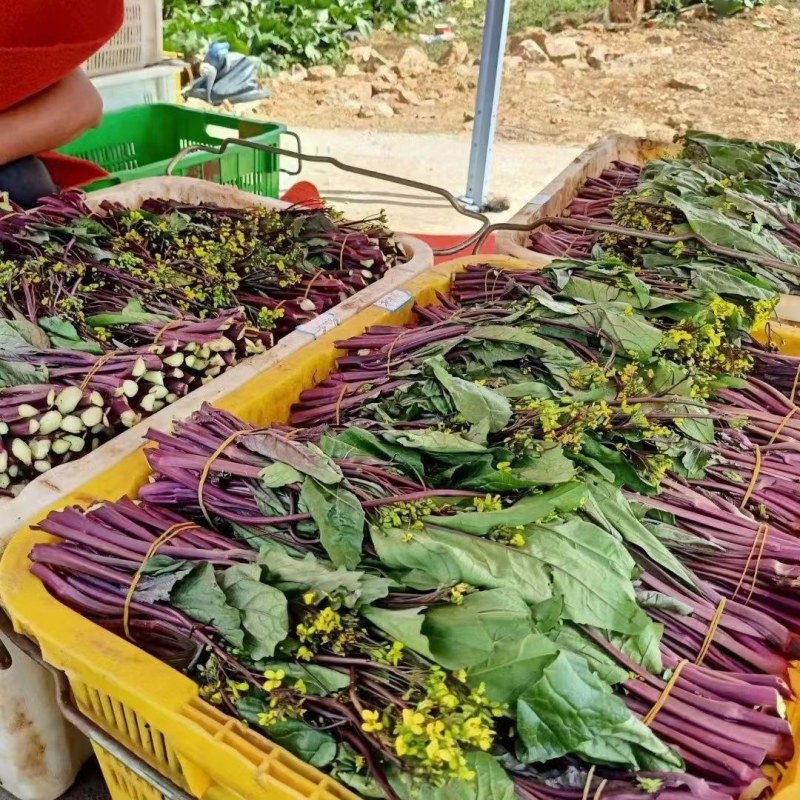 伟峰70菜苔种子无蜡油亮有光泽品质优良