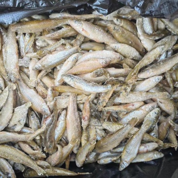 麦穗鱼