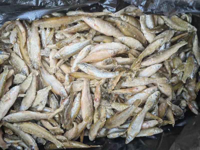麦穗鱼