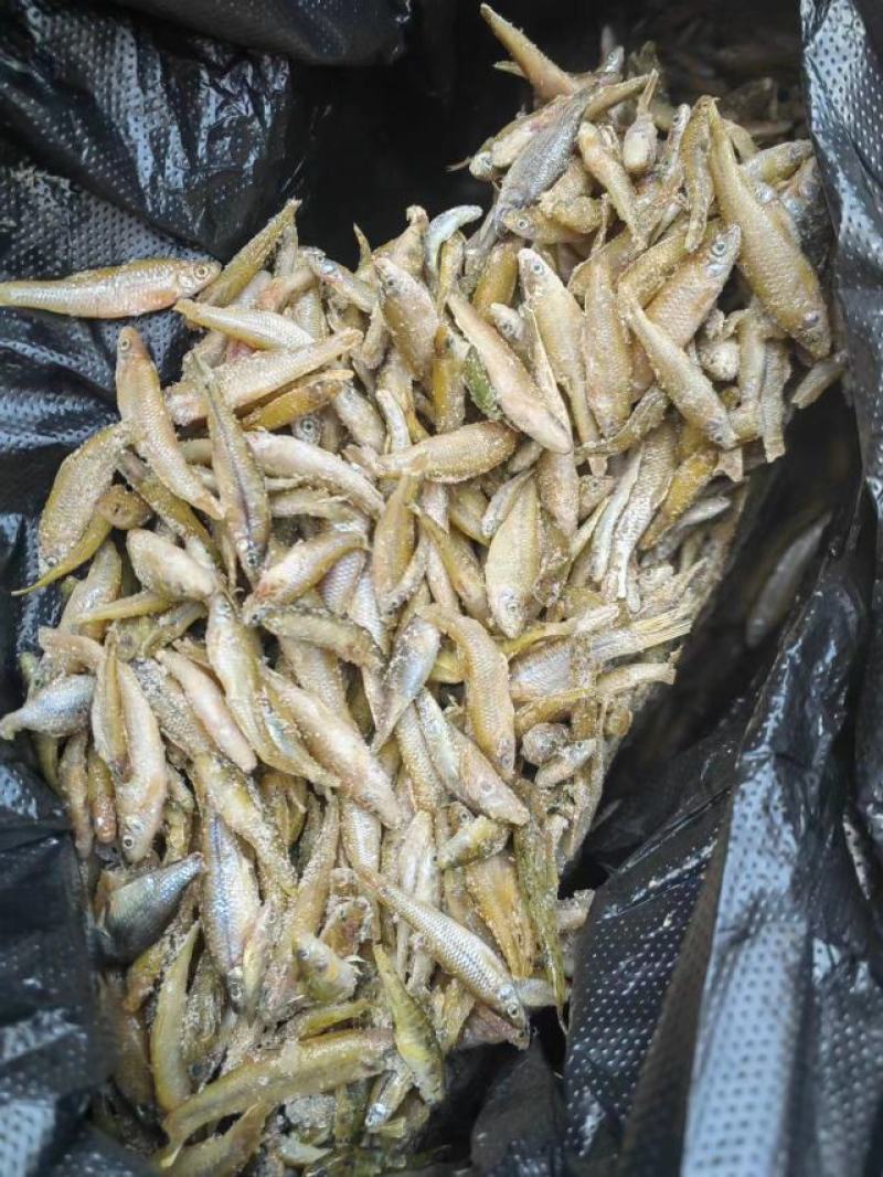 麦穗鱼