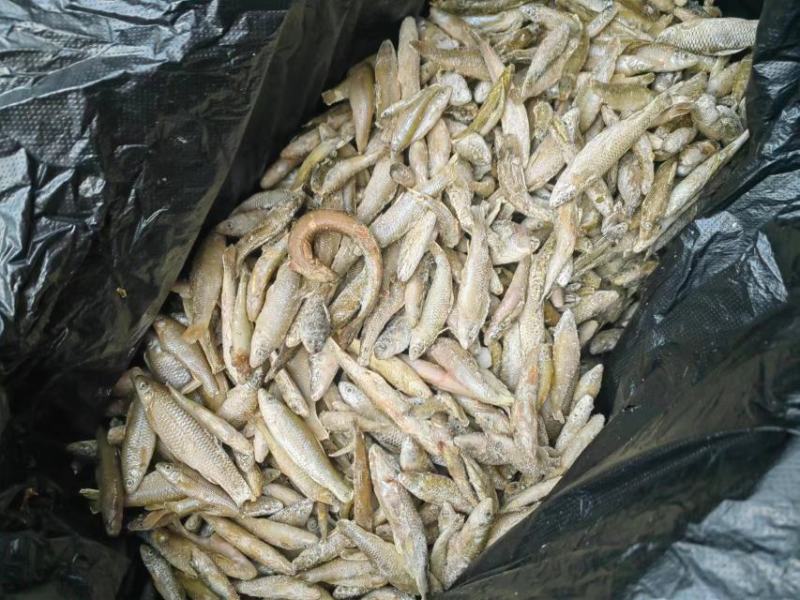 麦穗鱼