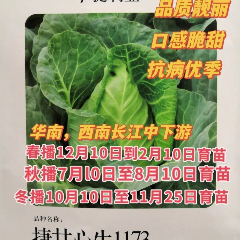 捷甘心生1173种子早熟球绿结球紧实耐抽苔抗病