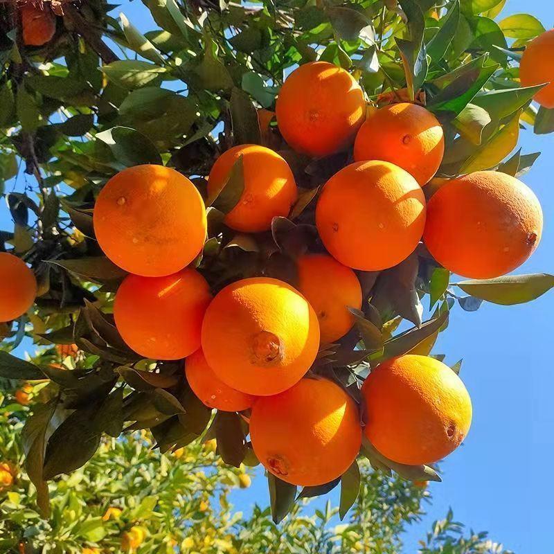 【精选】精品纽荷尔脐橙大量供应甜度高水分足