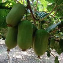 辽宁丹东陆地软枣猕猴桃，大量上市，对接全国批发商，商超！