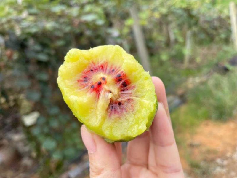 四川红心猕猴桃中高端礼盒彩箱为主