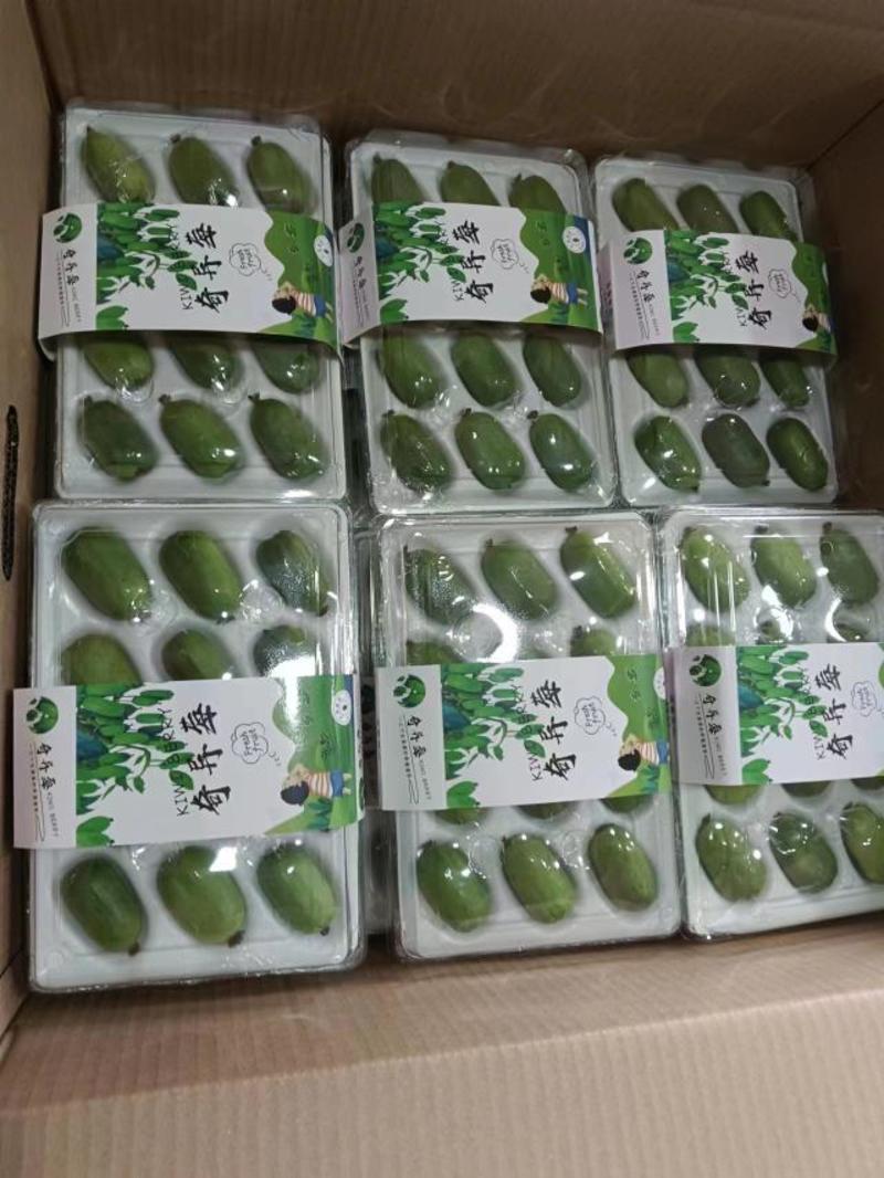 辽宁丹东陆地软枣猕猴桃，大量上市，对接全国批发商，商超！
