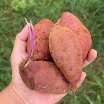 紫薯南昌精品紫薯产地现挖现发质量保证可视频