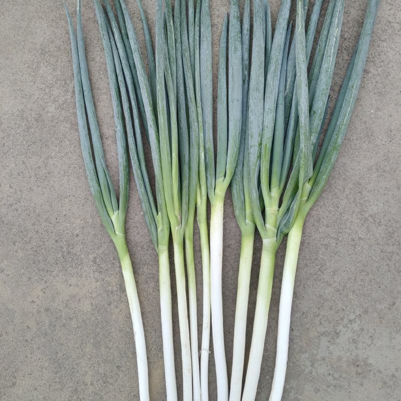 陕西渭南澄城县钢葱大量上市。欢迎来电咨询看货。