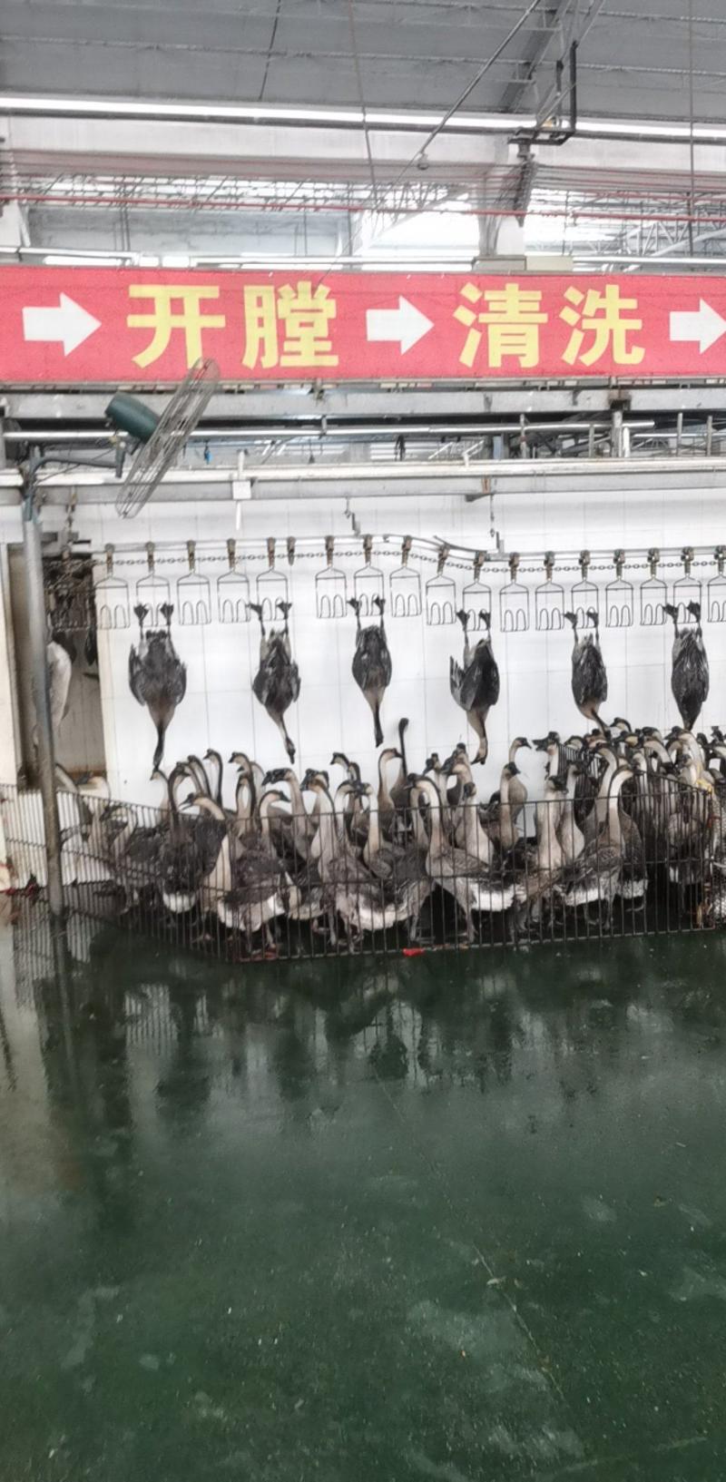 广东黑棕鹅批发，每天现杀；保质保量，全国发货