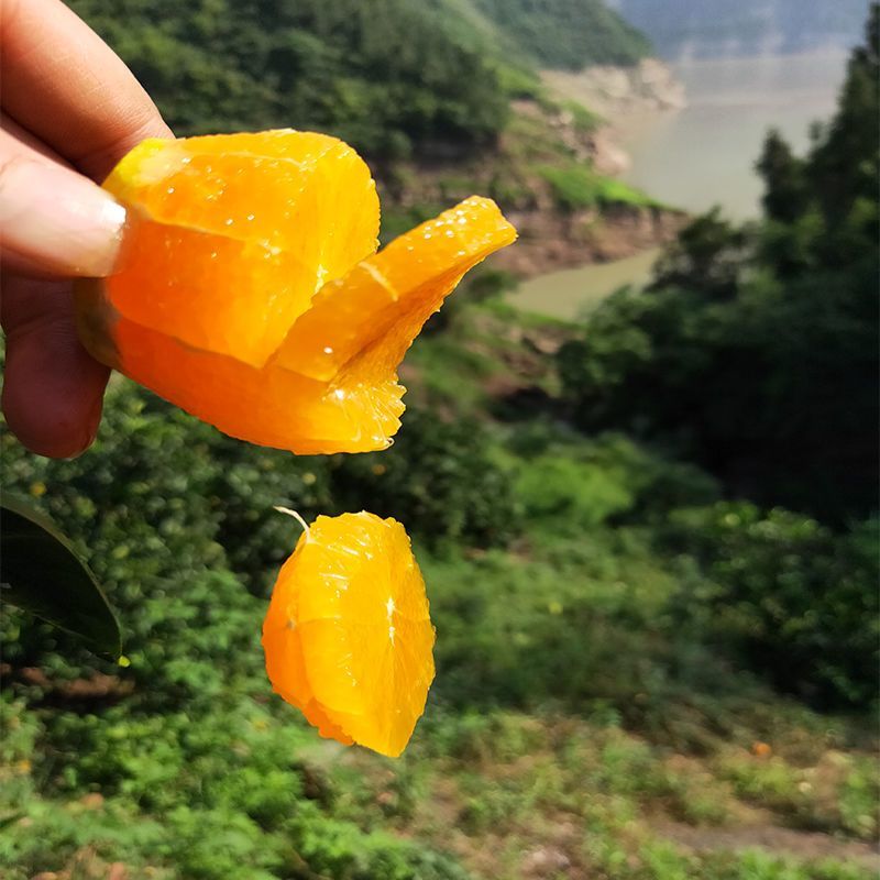 【推荐】精品夏橙产地批发品质保证视频看货量大从优
