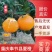 【推荐】精品夏橙产地批发品质保证视频看货量大从优