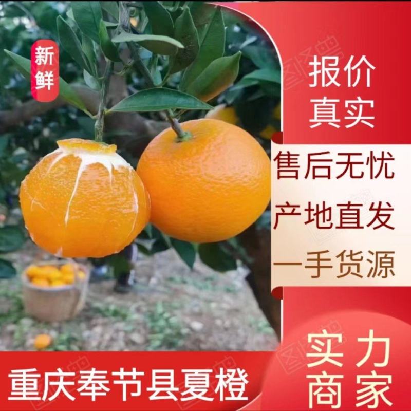 【推荐】精品夏橙产地批发品质保证视频看货量大从优