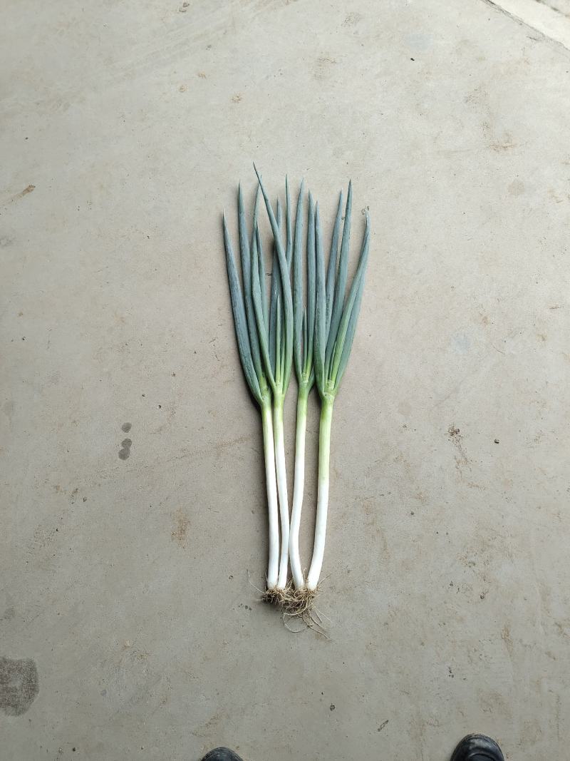 陕西渭南澄城县钢葱大量上市。欢迎来电咨询看货。